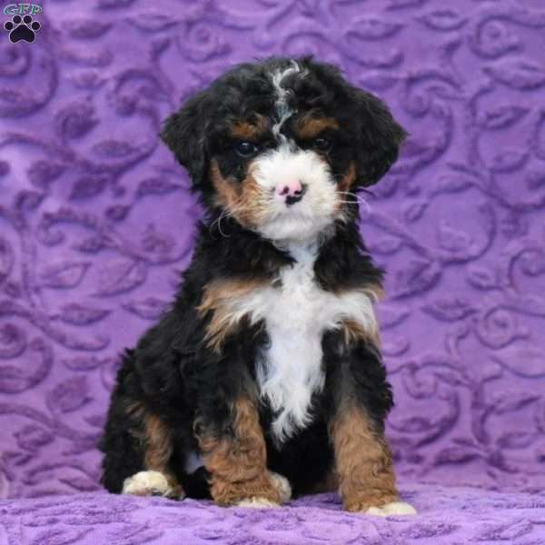 Dianne, Mini Bernedoodle Puppy